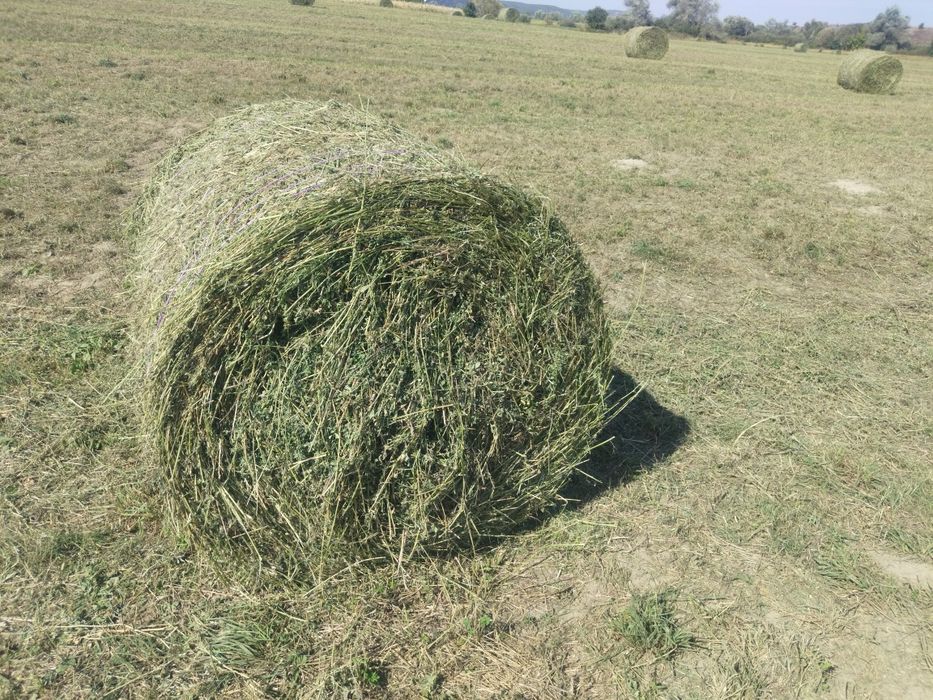 Baloți coasa 3 de lucernă  180 lei