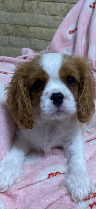 Fetita cu certificat pedigree