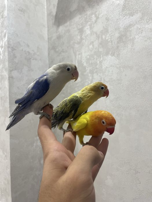 ручной неразлучник сотилади