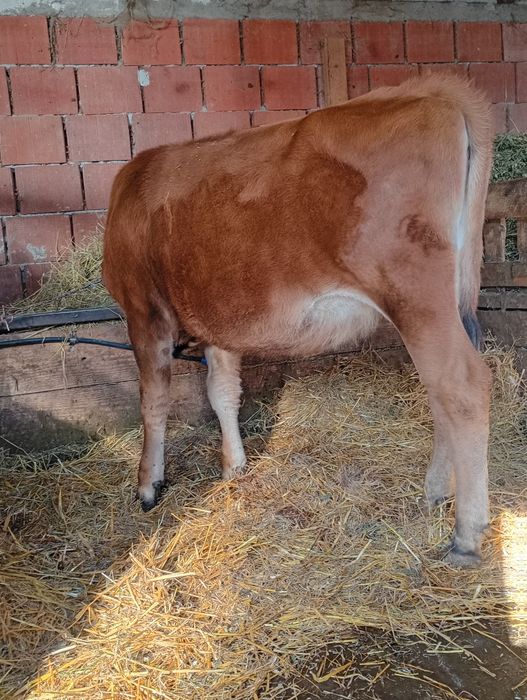 Vând juninca bălțată românească