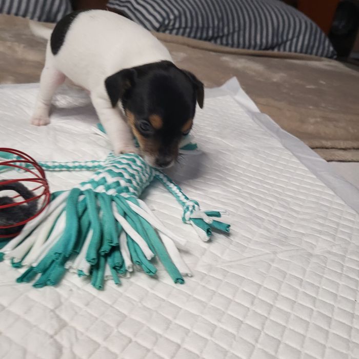 Пинчер немски сърнист