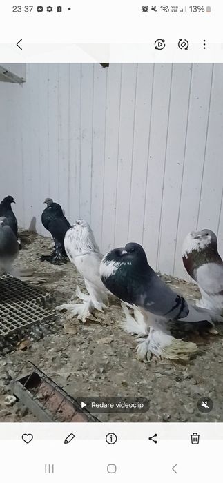 De vânzare gusati de pomerania