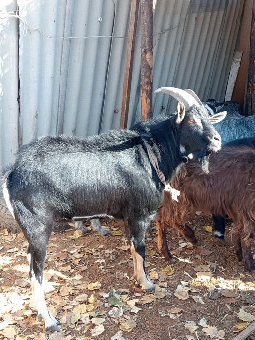 Теке заненский и