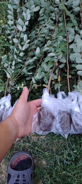 puieți forestieri pentru ampadurire
Preț salcam  1 leu buc  1.2 m
Preț