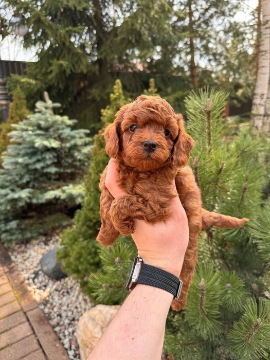 Той пудель не отводят взгляд.