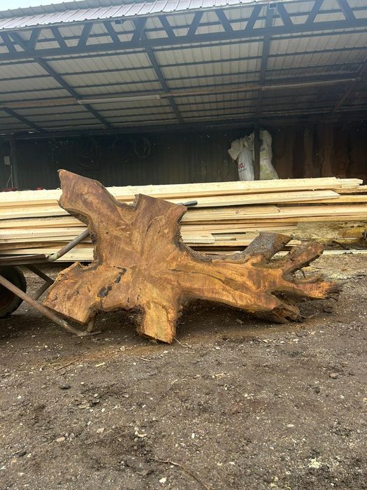 Blaturi din rădăcină de nuc.