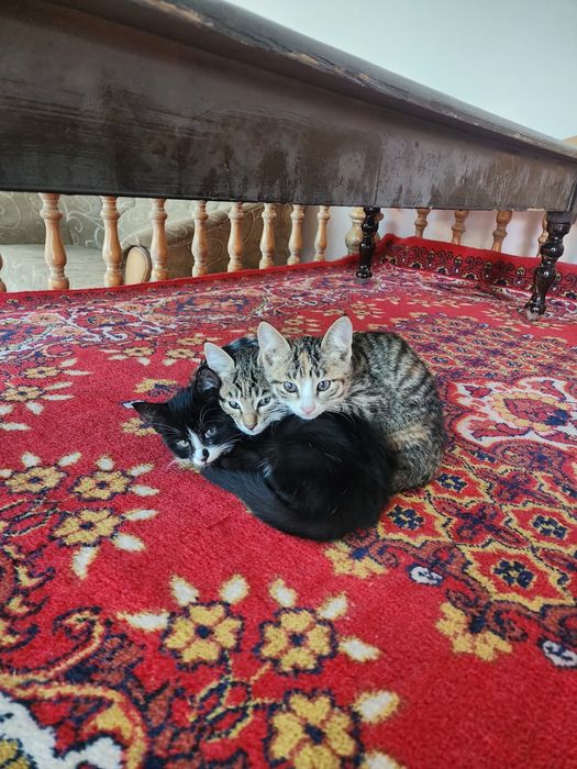 Отдам котят в хорошие руки бесплатно