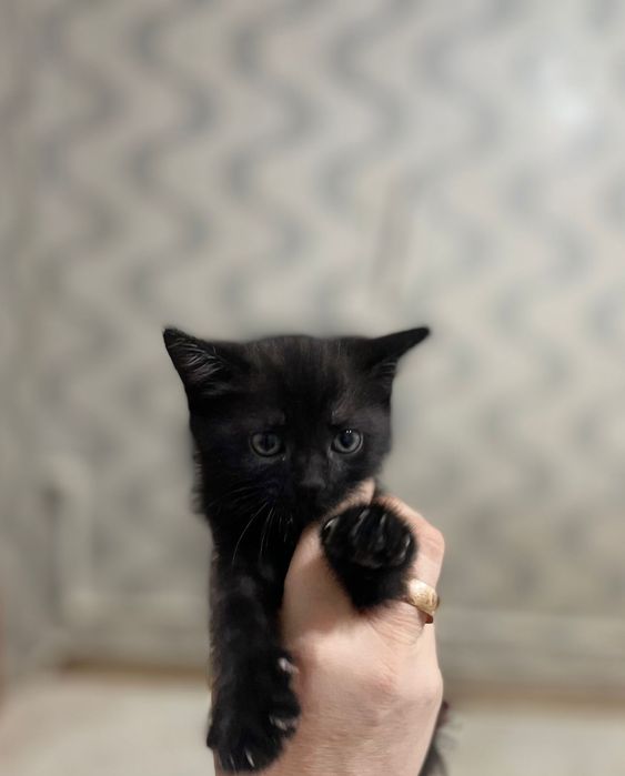 Отдам котенка в добрые руки