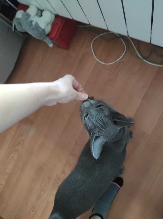 Petsitter / cazare animalute / dog walker Bucuresti