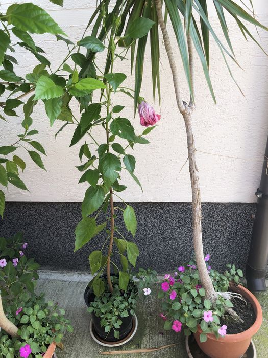 Trandafir japonez roz, asparagus