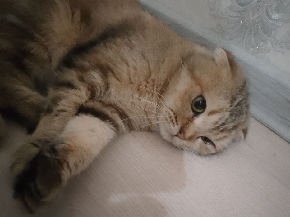 Britansky Shinshila Qiz Mushuk