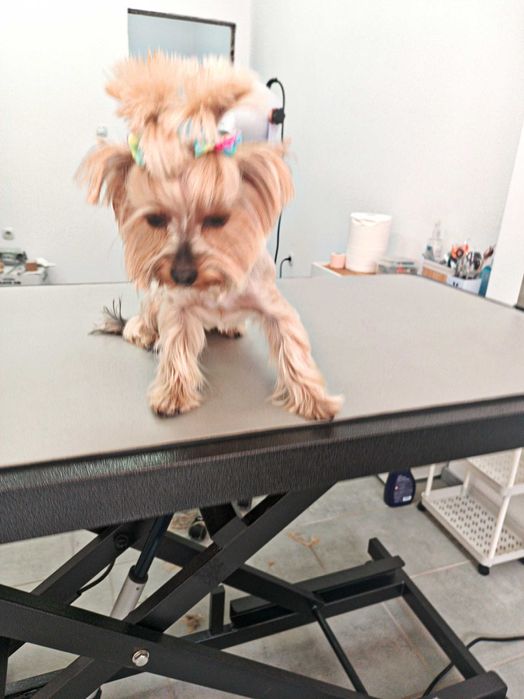 Груминг салон, цялостна грижа за домашни любимци