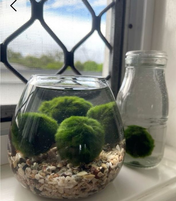 Вълшебно бурканче с Маримо - водораслото на желанията.