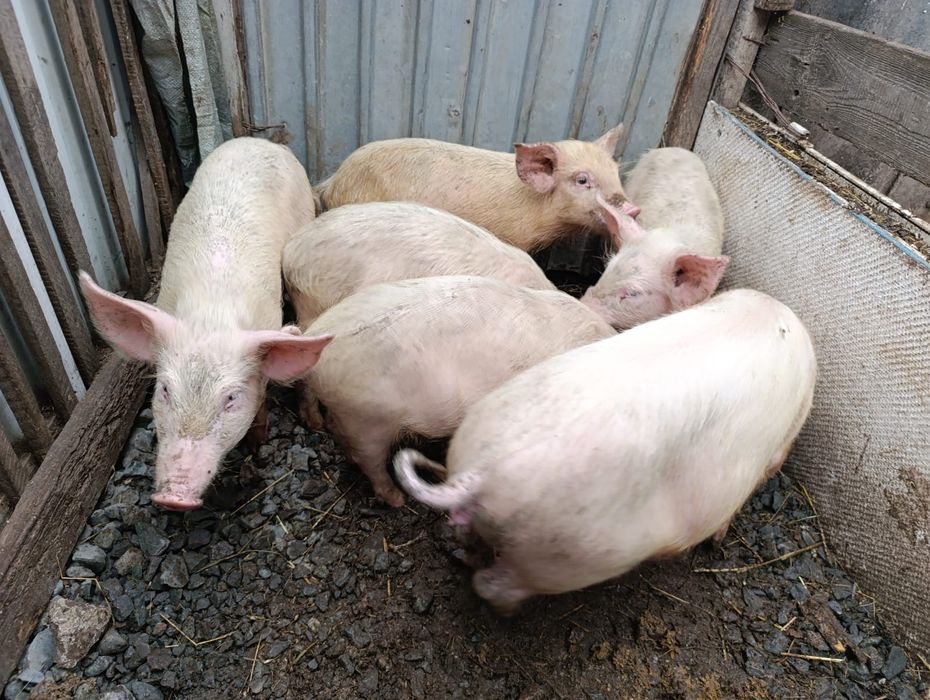 Продам поросят .от  3  до  6.5 месяцев