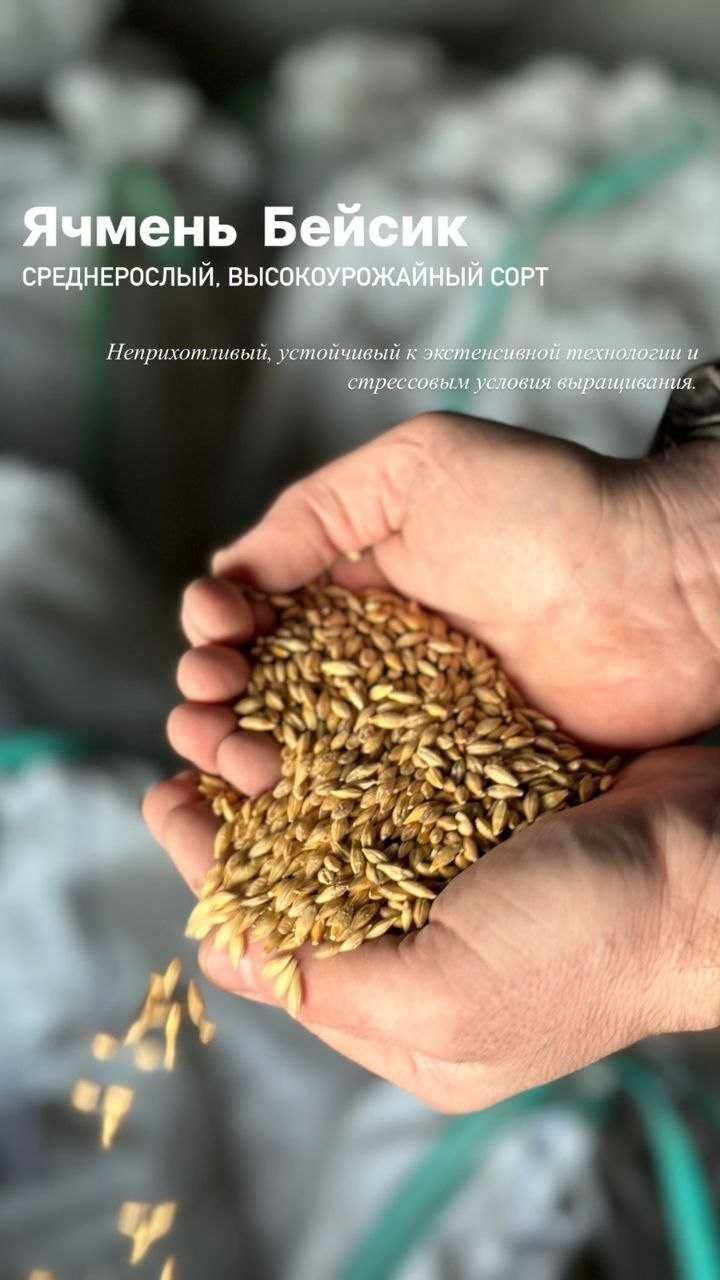 Семена Автрийской селекции (Пшеница Гранни, Ячмень, Овес)