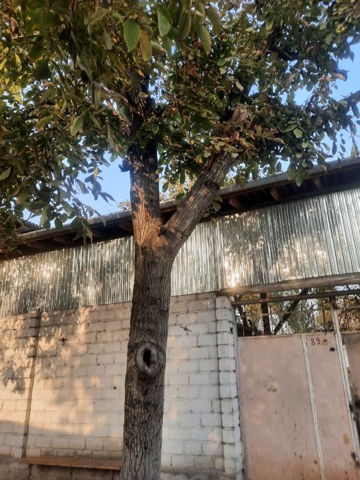 Ёнгок дарахт сотилади Yongok daraxt sotiladi