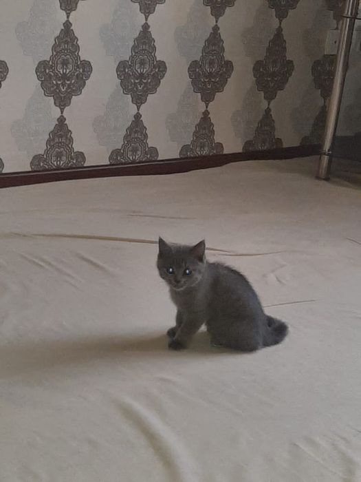 Кошка мальчик приучен к латку