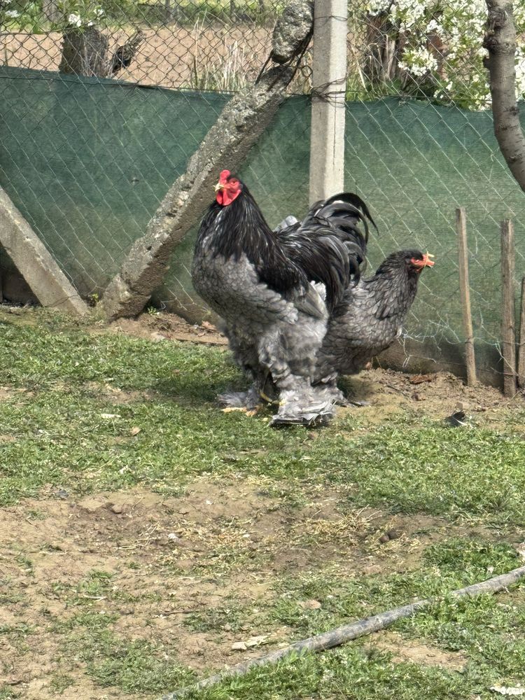 Găini Brahma diferite culori / oua, pui, mature