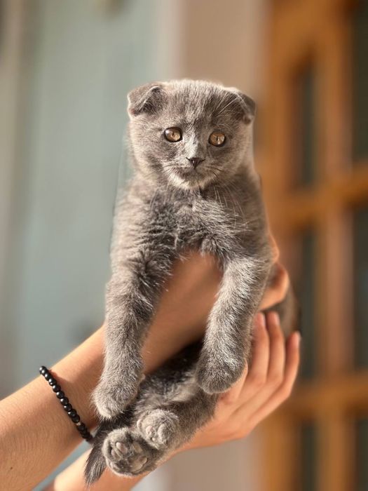 Продам кошку егепитский мау  и котята
