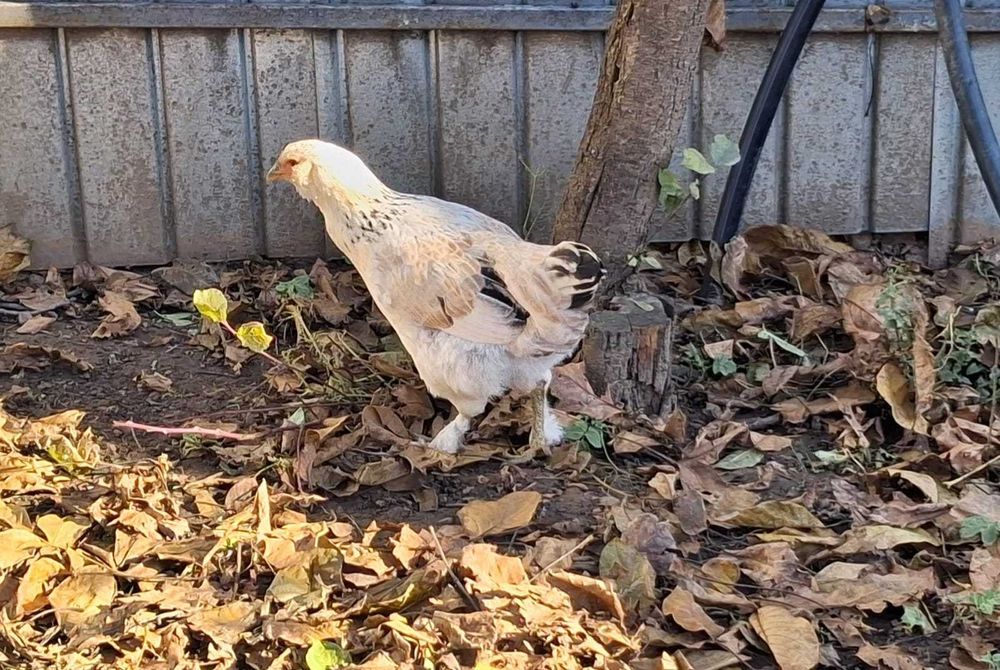 Puicute si cocosi tineri, de casa