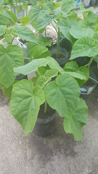 Vand puieti paulownia tomentosa ( la ghiveci )