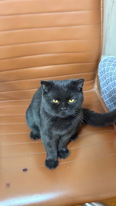 Предлагаем для вязки красавца-кота породы Scottish Fold