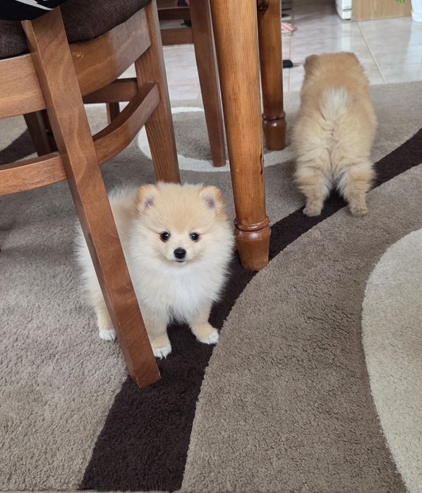 Померан шпиц куче