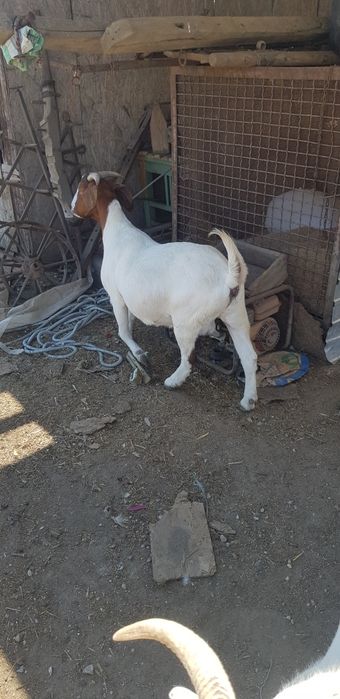 Țap si capră Boer