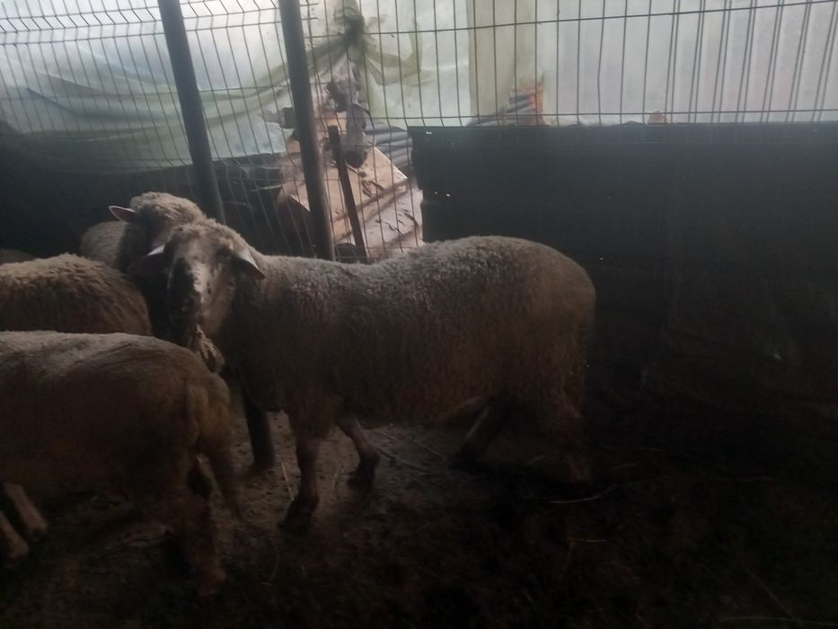 Vând berbec pentru ținut sau pastramă
