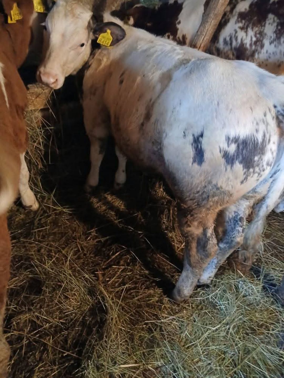 Vând 3 viței și 2 Juninci