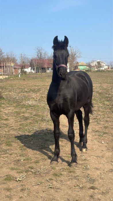 Manz armasar frizian