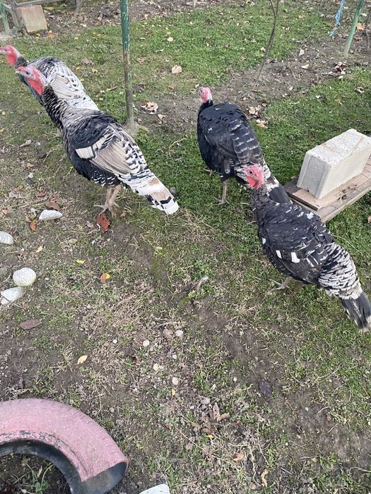 Vând curcani tineri