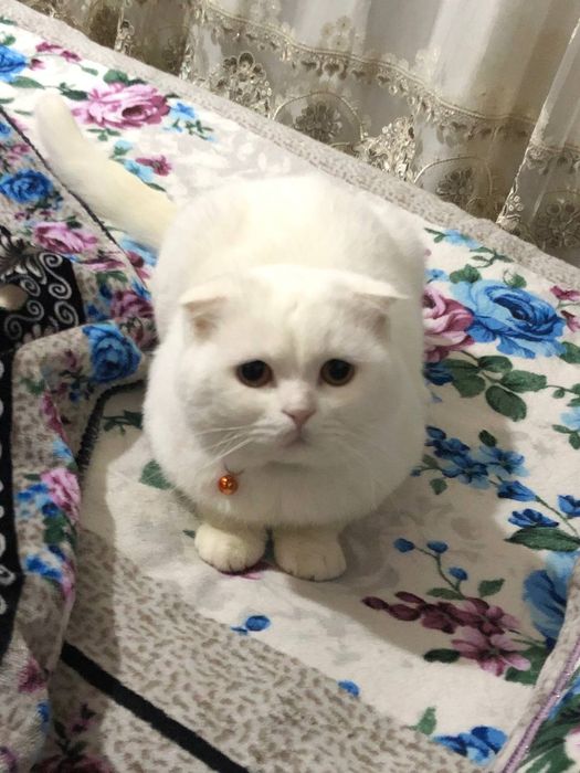 Mushuk. Scottish fold