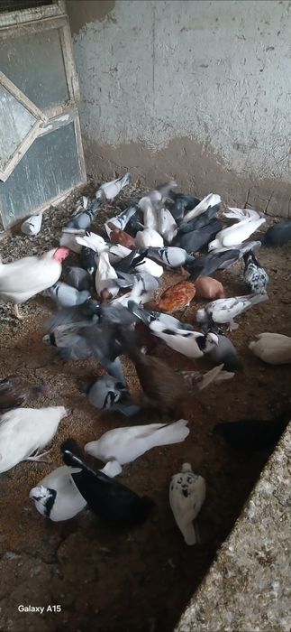 Продам голубей разной породы