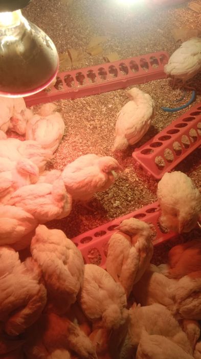 Цыплята бролер  30 дней