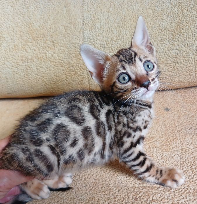 Бенгал,котята,1, 5мес,доки,приучены,возможна доставка по Каз