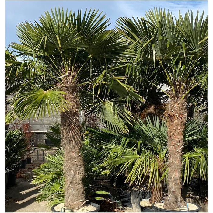 Palmieri rezistenți la îngheț,trachycarpus fortunei,cycas,washingtonia