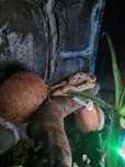 Sarpe Boa constrictor Hypo DH 100% vpi Leopard