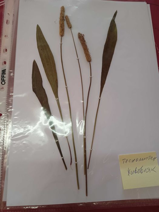 Хербарии (за  ученици и студенти)