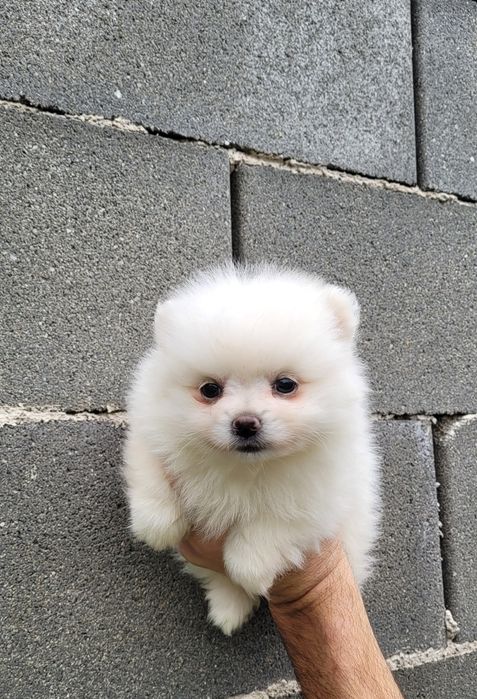 Померан-мини шпиц !!!