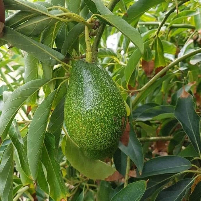 Avocado rezistent
