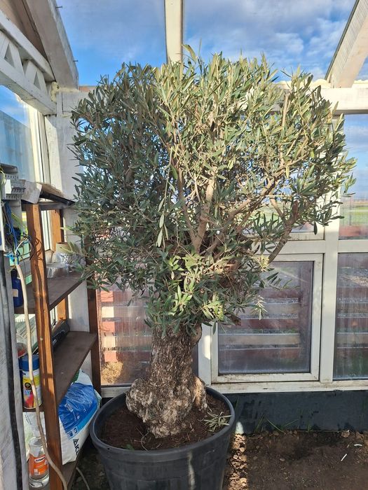 Maslini mari la ghiveci