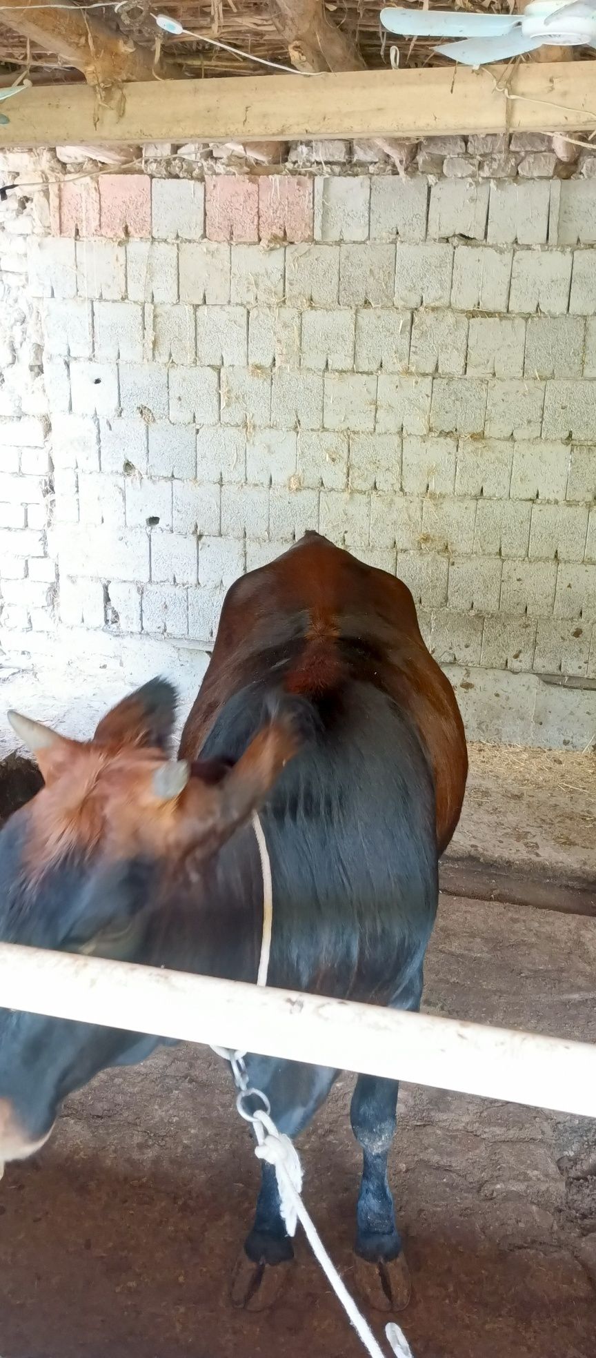Xonajin mol sotiladi