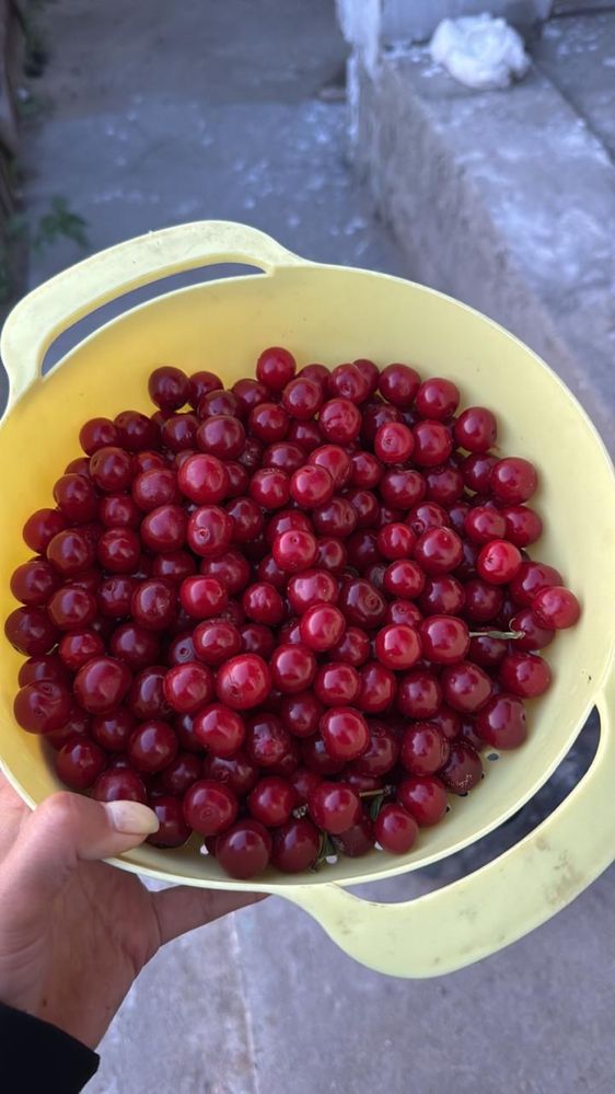 Продается домашняя вишня. Заказываем заранее