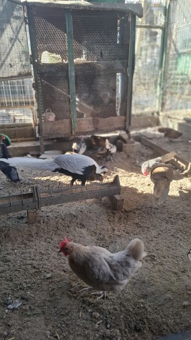 Fazani argintii 1+3-4