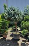 Plante Ornamentale de exterior Oriunde in tara Transport Gratuti