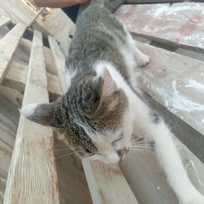 Ajoyib  mushuk u endigina 6 oylik