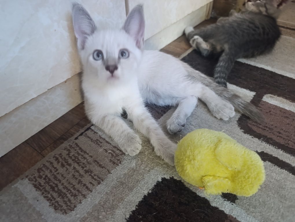 Отдадим котенков
