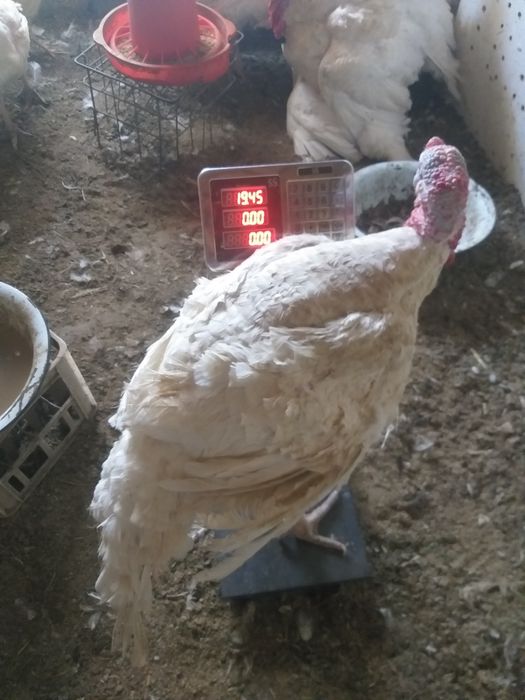 Induq bic 6 20kg o‘yda boqilg‘on makka budoy bilan gormo‘n urilmog‘on
