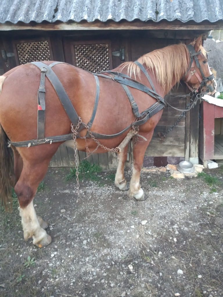 Vând cal de tracțiune